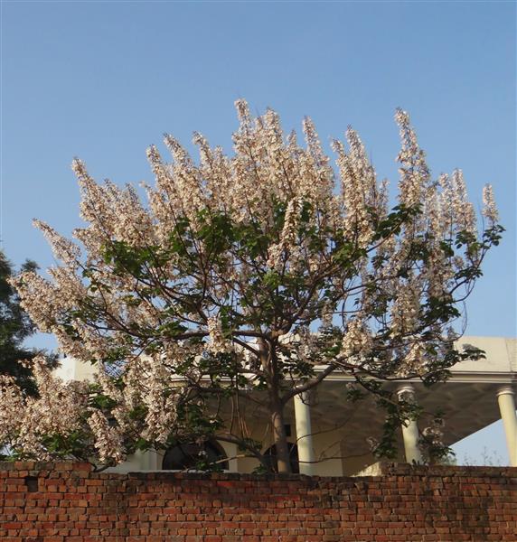 Paulownia tomentosa